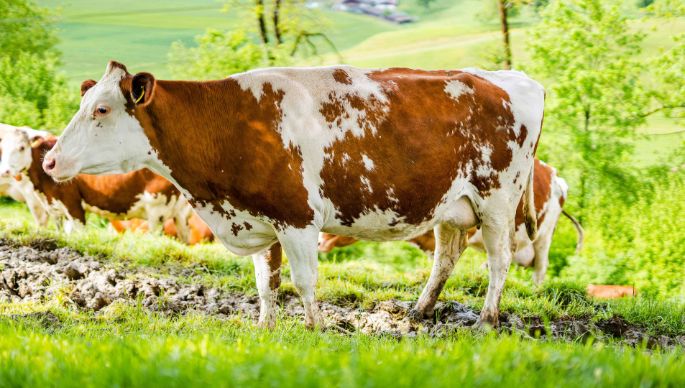 Oberrufswil_Herzig-Wicki_Ufhusen_Kuh