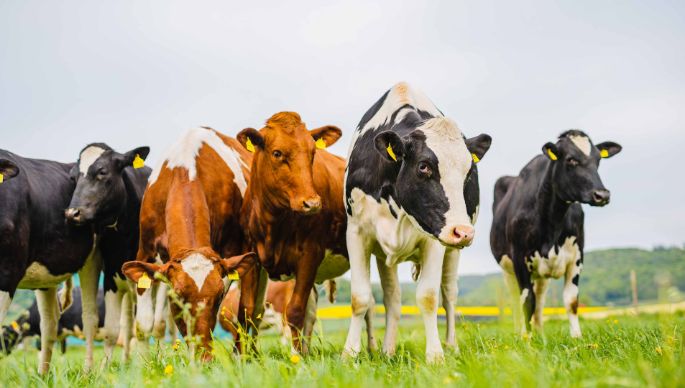 Riedhof_Märki_Rüfenach_Kuh