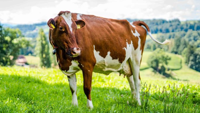 Rieselehof_Dummermuth_Thörishaus_Kuh