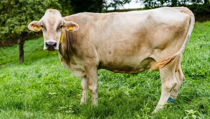 Rütihof_Aeschlimann_Wangen_Kuh