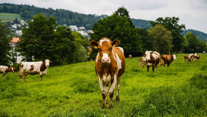 Rummelbach_Wiederkehr_Rudolfstetten_Kuh
