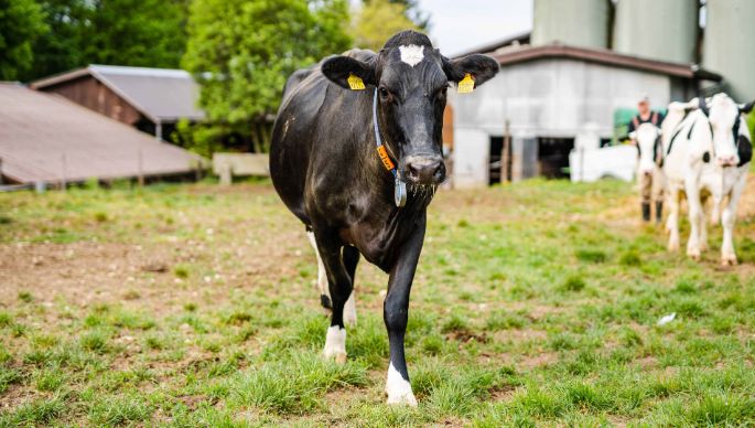 Santelhof_Bütler-Flury_Hägendorf_Kuh