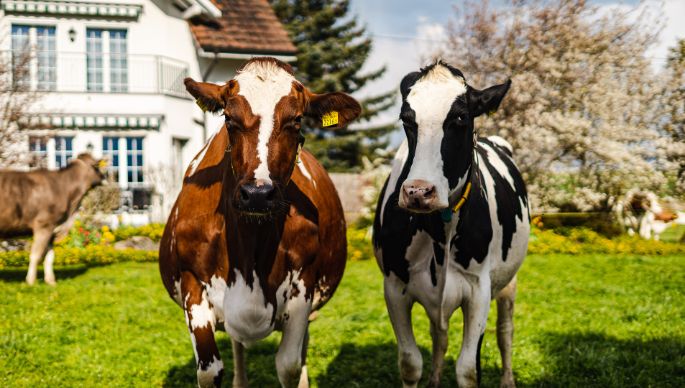 Schaubhus_Bucher_Urswil_Kuh