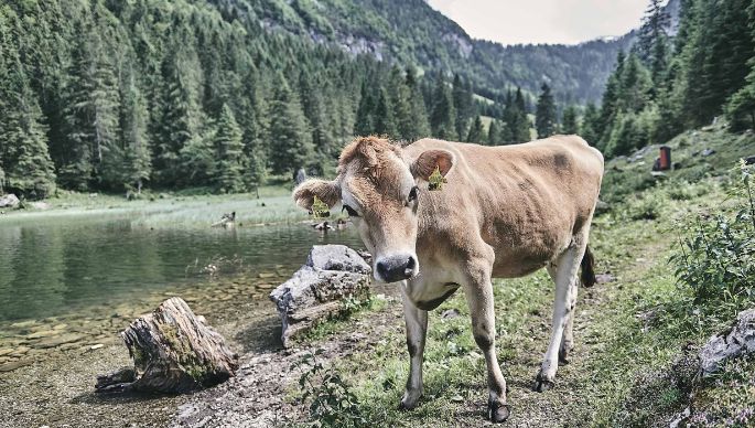 Schluchen_Sturzenegger_Filzbach_Kuh