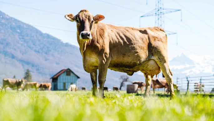 Selethof_Seliner_Schaenis_Kuh