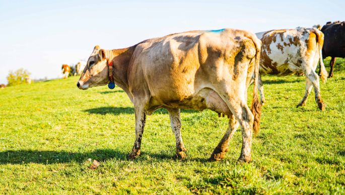 Sonnenberghof_Zimmermann_Ehrendingen_Kuh
