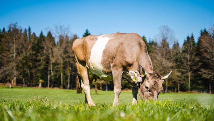 Sonnerihof_Haas-Fischer_Beinwil_Kuh