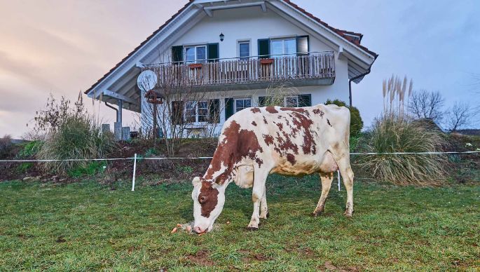 Steiacherhof, Thomas Zimmermann, Fisibach_Kuh_Ganzkörper