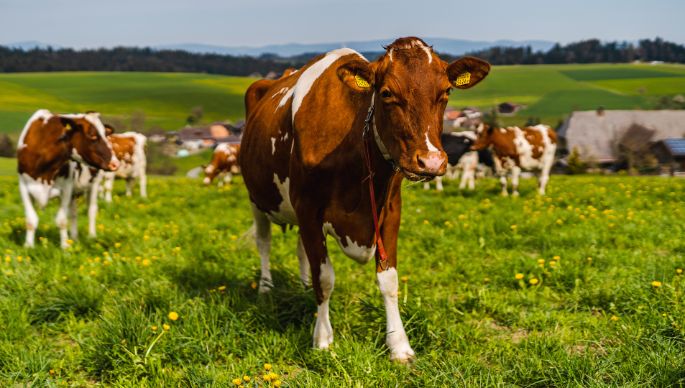 Studerhof_Wüthrich_Walterswil_Kuh