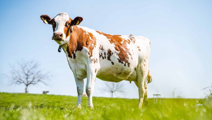 Tambelhof_Stalder_Herrliberg_Kuh