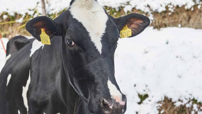 Untermoos, Gerhard Wyss, Lauperswil_Kuh_Portrait_2