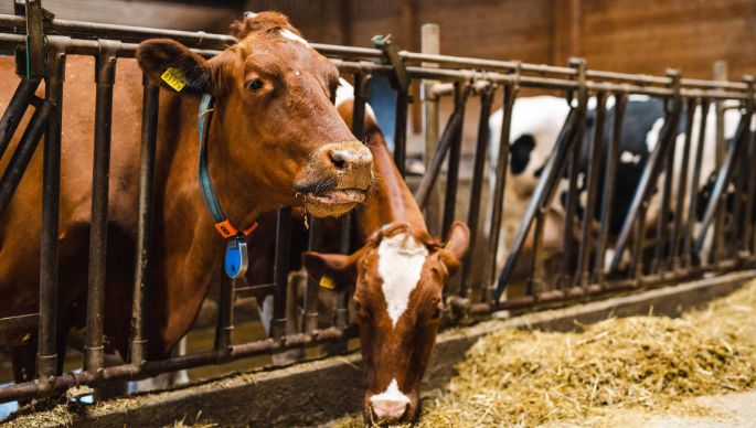 Vierbrunnenhof_Huber_Birrhard_Kuh_2