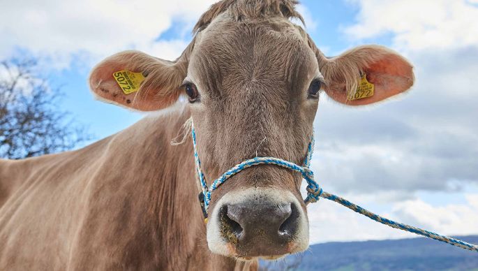 Waldhof, Markus Borner, Schneisingen_Kuh_Portrait