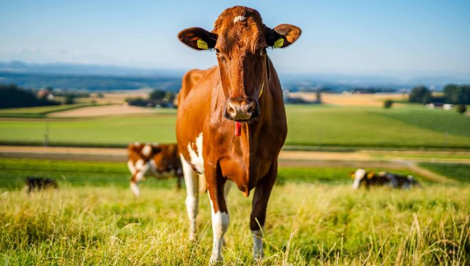 Wehribach_Schmitz_Wiedlisbach_Kuh