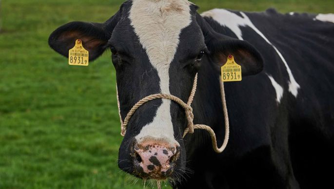 Weidhof, Christian Hitz, Untersiggenthal_Kuh_Portrait