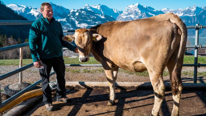 Weisstannen_Buesser_Amden_Kuh