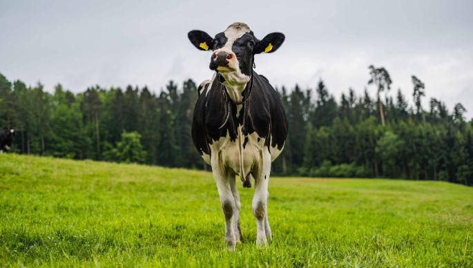 Wiegenhof_Stefani_Döttingen_Kuh