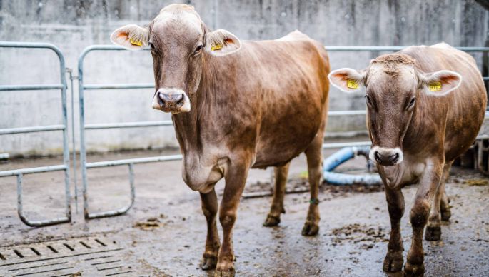 Wilhof_Elmiger-Bucher_Hohenrain_Kuh