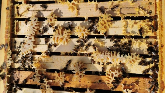 publikumsliebling-bienenvoelker-bienen-image