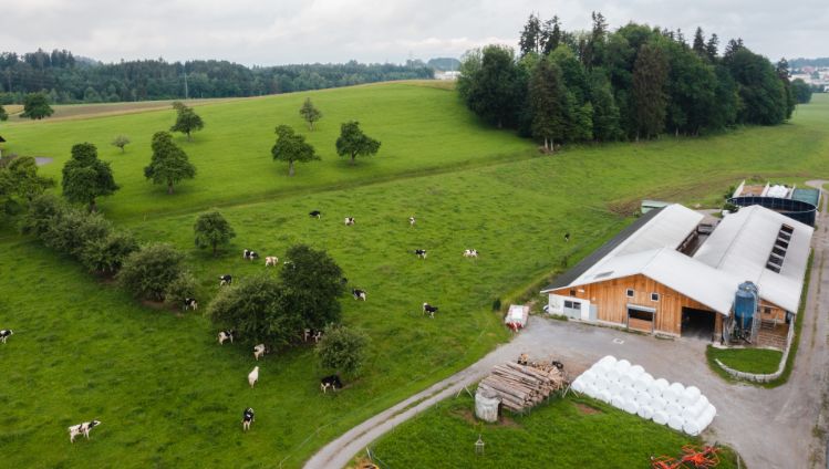Forh?lzlihof_Waldvogel_Hinwil_Drohne
