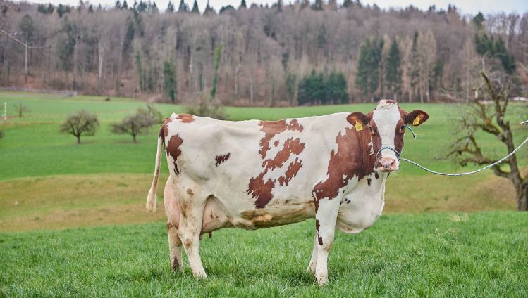 Birkenhof Teller, Simon Teller, Endingen_Kuh_Ganzkörper