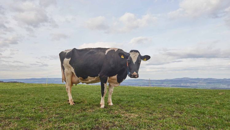 GG Näf, Thomas Näf, Buttwil_Kuh_Ganzkörper_3