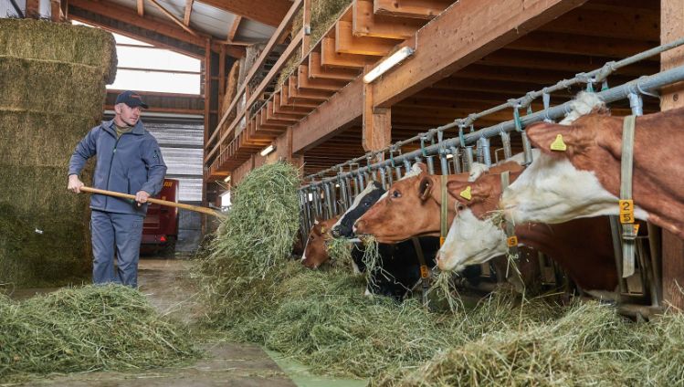 Hinterhaus, Markus Schneider, Bolligen_Stall_2
