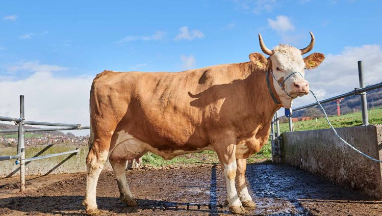 Hof Keller, Fritz Keller Jun. , Niederweningen_Kuh_Ganzkörper