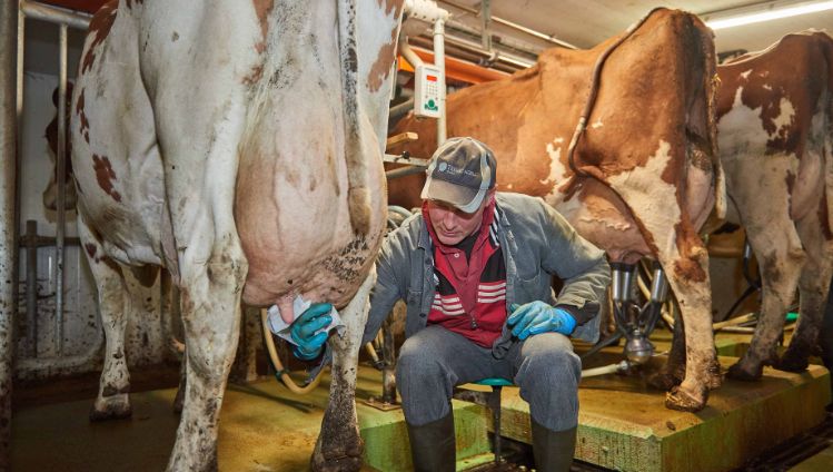 Hof Steller, Karin und Hansueli Schärer-Strebel, Glashütten_Stall