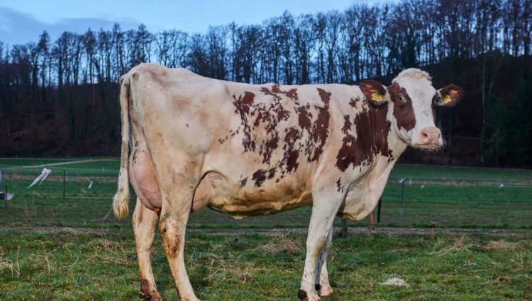 Steiacherhof, Thomas Zimmermann, Fisibach_Kuh_Ganzkörper_3