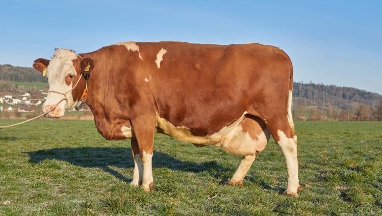 Surenmatte, Wendelin Wyss-Häfliger, Triengen_Kuh_Ganzkörper