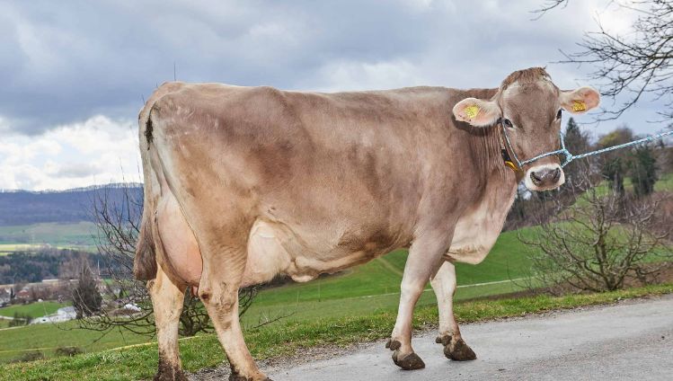 Waldhof, Markus Borner, Schneisingen_Kuh_Ganzkörper