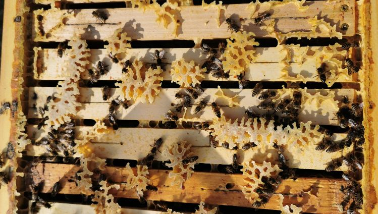 publikumsliebling-bienenvoelker-bienen-image