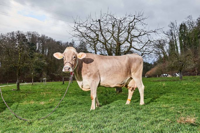 Chleehof, Beat Zimmermann-Knecht, Fisibach_Kuh_Ganzkörper
