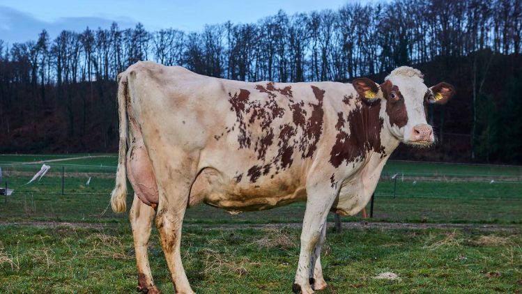 Steiacherhof, Thomas Zimmermann, Fisibach_Kuh_Ganzkörper_3