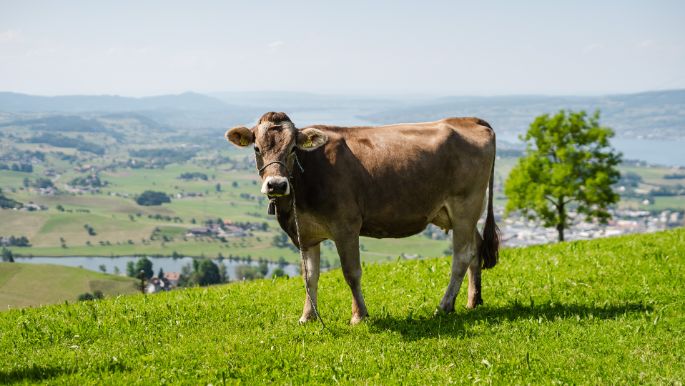 Rossberg_Nauer_Schindellegi_Kuh