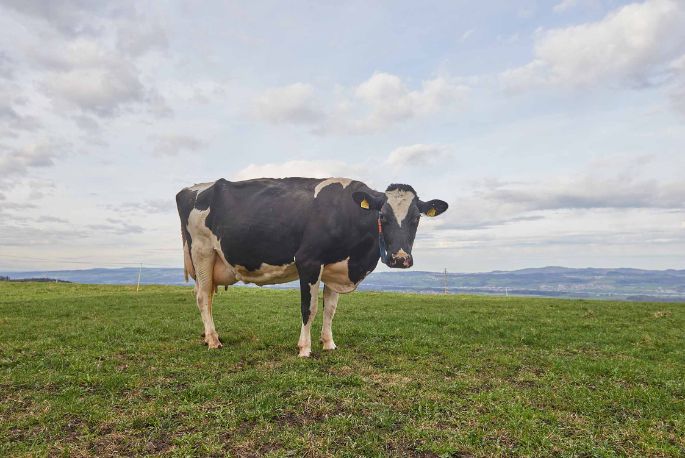 GG Näf, Thomas Näf, Buttwil_Kuh_Ganzkörper_3