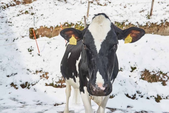 Untermoos, Gerhard Wyss, Lauperswil_Kuh_Portrait