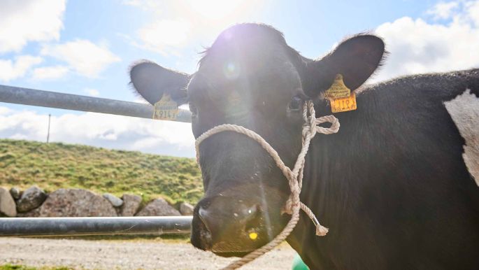 Sonnenhof Burger, Anna und Lukas Burger, Rudolfstetten_Kuh Portrait_2