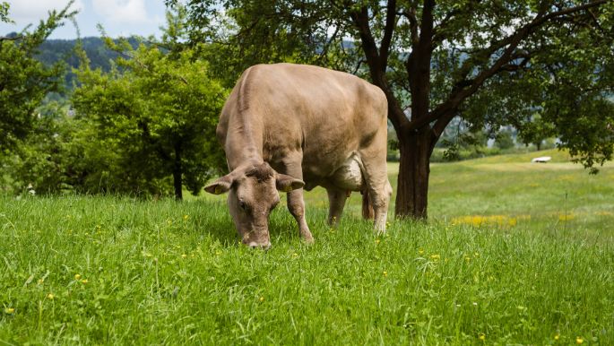 Ruchgmeind_Niederberger_Unteraegeri_Kuh