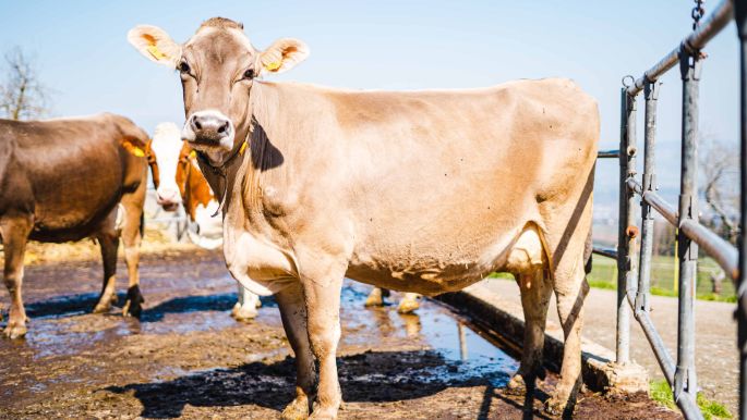 Grodhof_Nietlispach_Beinwil_Kuh