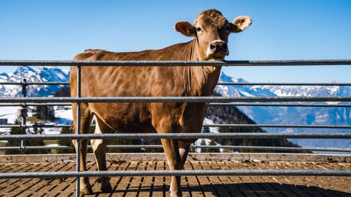 Gschwendsegg_Faeh_Amden_Kuh