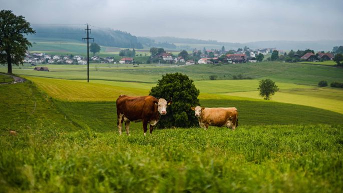Gaselweid_Stettler_Gasel_Kuh