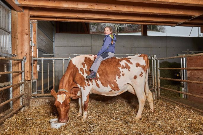 Hinterhaus, Markus Schneider, Bolligen_Kuh_Ganzkörper_Stall_2
