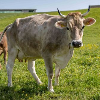 Nord_Müller_Stein_text image_3