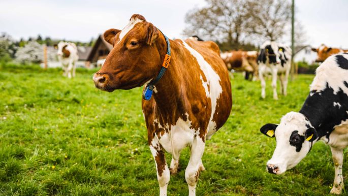 Hof_Ursprung_Knöpfel_Bözberg_Kuh