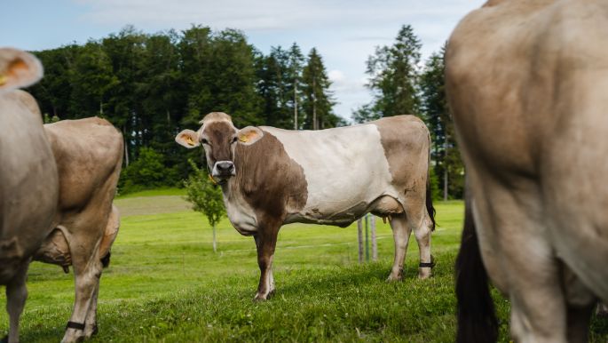 Fohrenhof_Felder-R?ttimann_Kleinwangen_Kuh