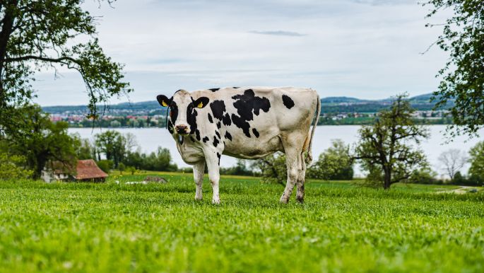 Familienhof-Trueb_Trueb_Maur_Kuh