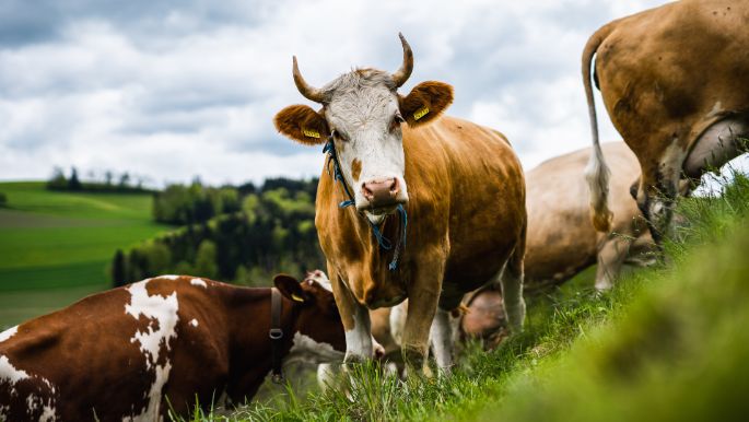 Duersgraben_Haenni_Oberscherli_Kuh