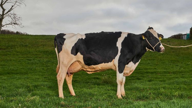 Weidhof, Christian Hitz, Untersiggenthal_Kuh_Ganzkörper_2